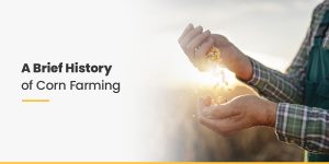 A Brief History of Corn Farming