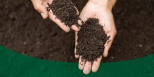 types of soil and what to grow in each
