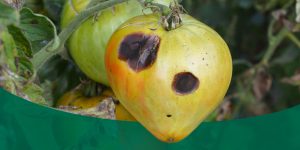 common plant diseases