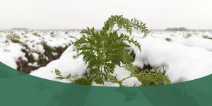 crops in a snowy field