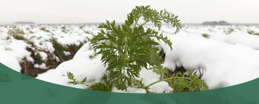 crops in a snowy field