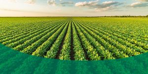 rows of crops