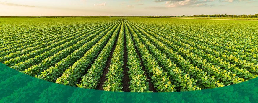 rows of crops